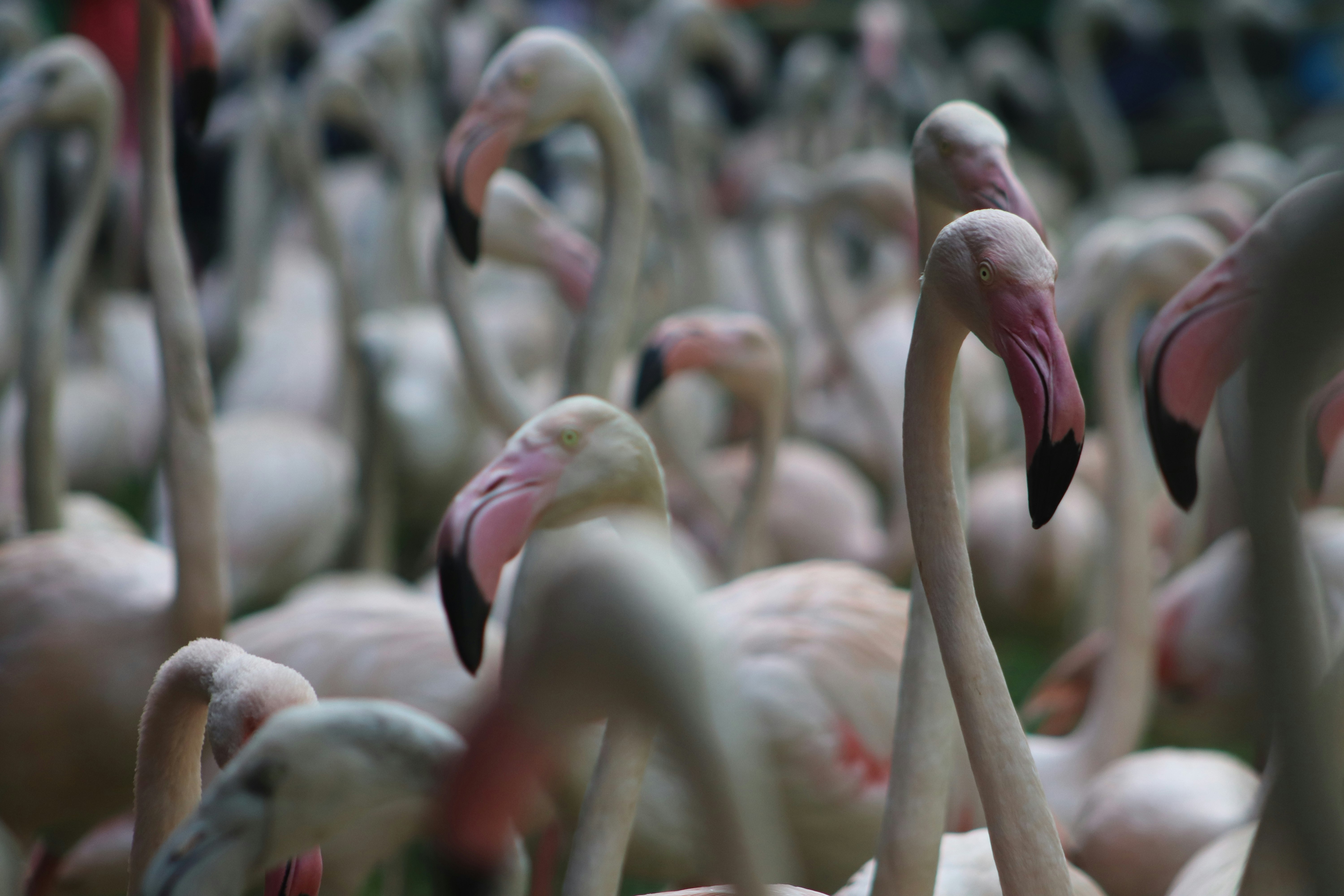 flock of flamingos during daytime